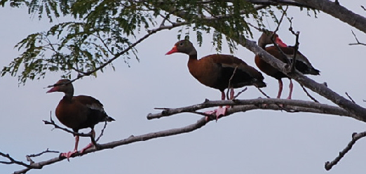 Black Bellied Whistling Duck